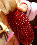 Strawberry Ruby Corn Seeds - 60+ Heirloom Organic Sweet Popcorn - Rare Variety